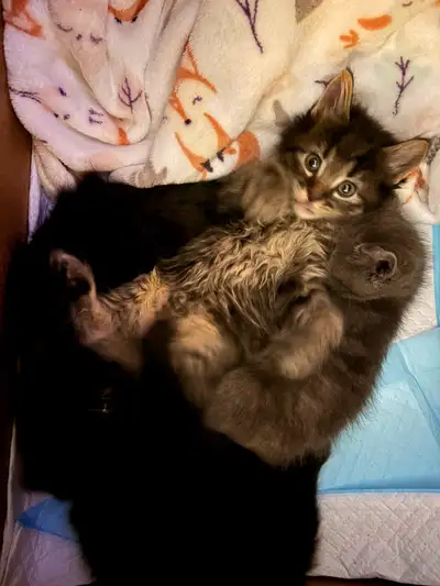 kittens black , View more