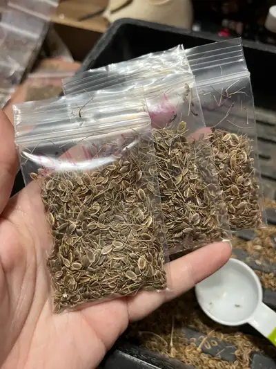 dill seeds, View more