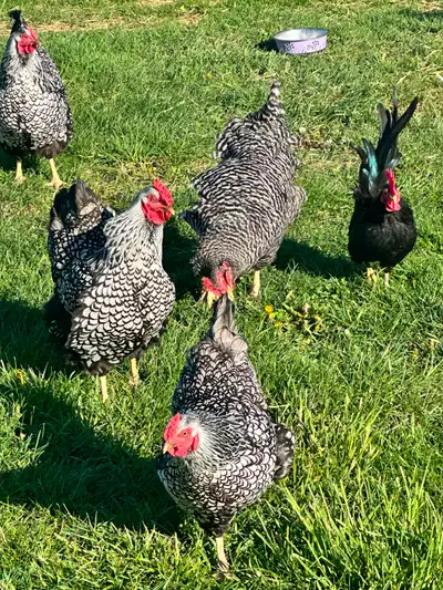 Silver laced Wyandotte Hatching eggs, View more