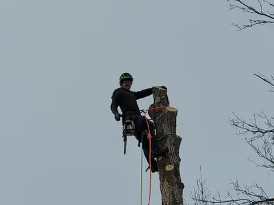 Professional tree removal! fully insured! free quotes!, View more