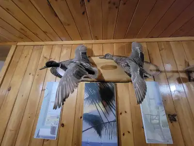 Malard Duck pair mount, View more