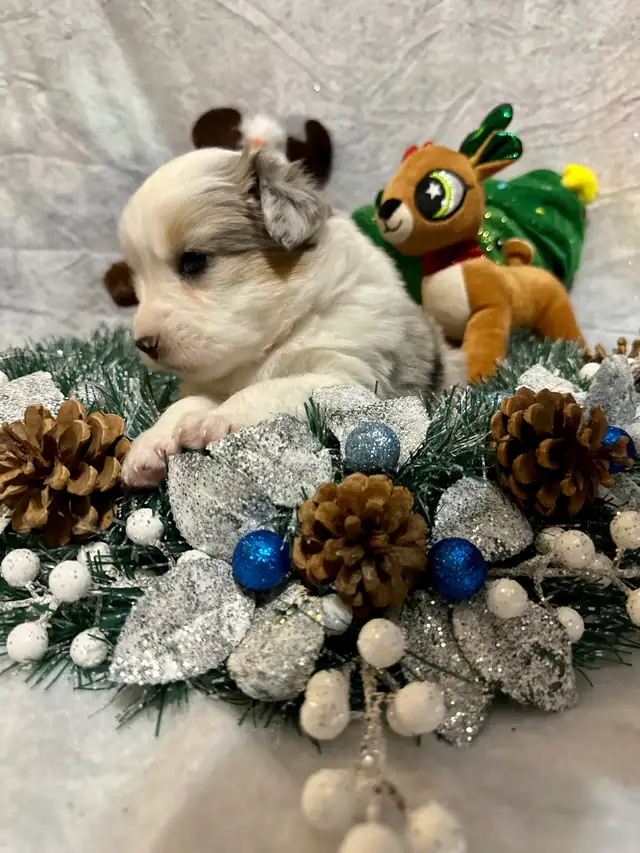 CKC Miniature American Shepherd (AKA Mini Aussie) in Dogs & Puppies for Rehoming in Napanee - Image 8