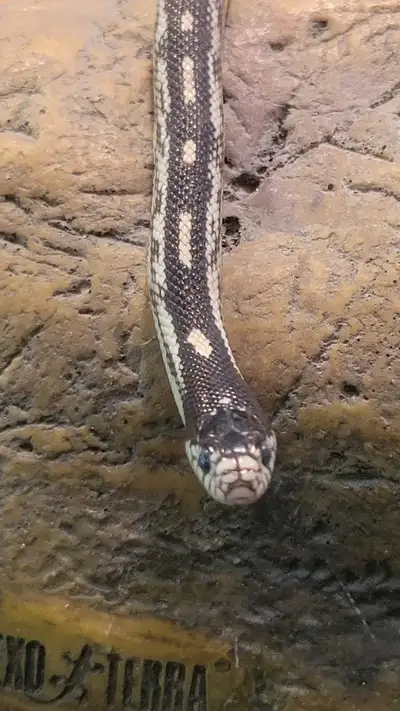California king snake, View more