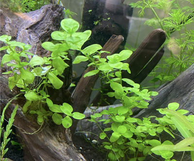Aquatic Plants: Bacopa Caroliniana, View more