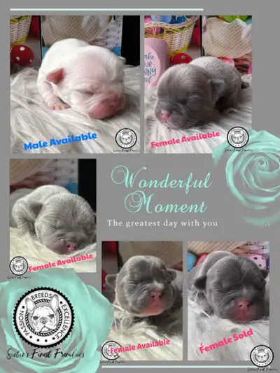 Welcome To Scotia’s Finest Frenchie’s Unleash Pure Elegance! Upcoming 4 Litter’s Delivering April 20...