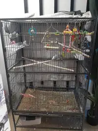 5 budgies and cage for sale