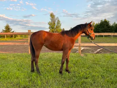 2024 AQHA Bay Filly, View more