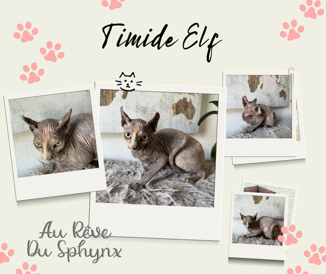 3 Belles femelles sphynx dans Chats et chatons à adopter  à Saint-Jean-sur-Richelieu - Image 2