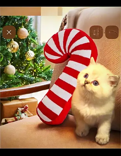 Beautiful British short hair kittens, View more