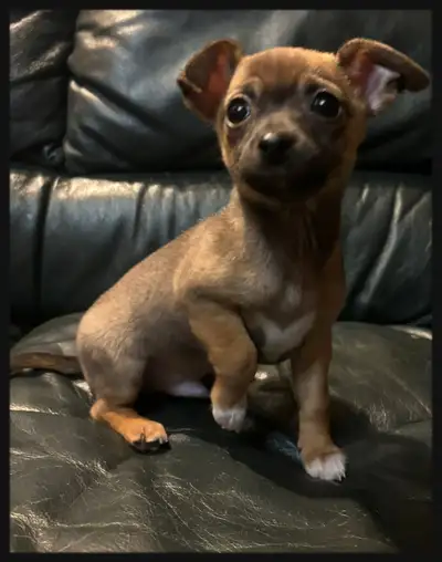 Chihuahua puppies, View more