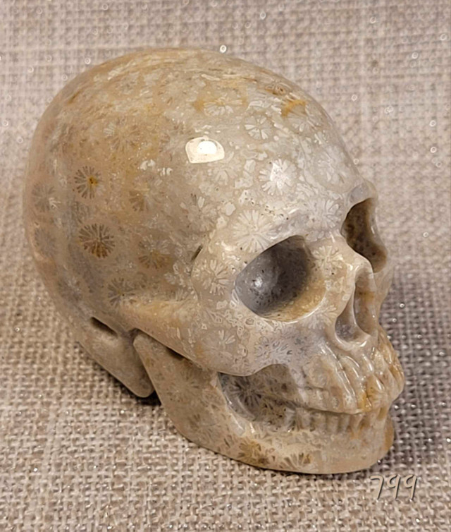 Crâne Skullis 1½" Nipomo coral fossil skull. dans Décoration intérieure et accessoires  à Laval/Rive Nord - Image 2