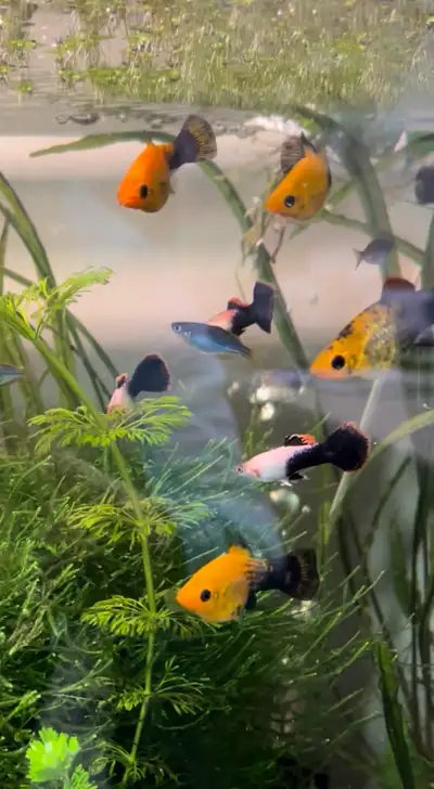 Female Platy’s $1.50, View more