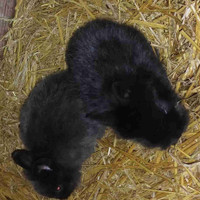 Double mane Lionhead (F)