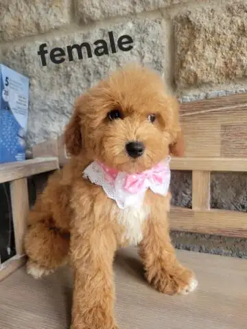MINI F1B GOLDENDOODLE, View more