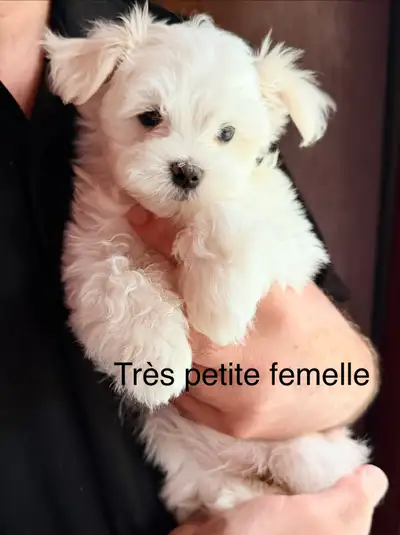 Bichon Maltais , View more