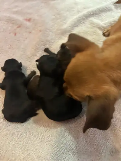 Chihuahua puppies, View more