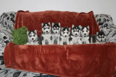 Siberian Husky puppies, View more