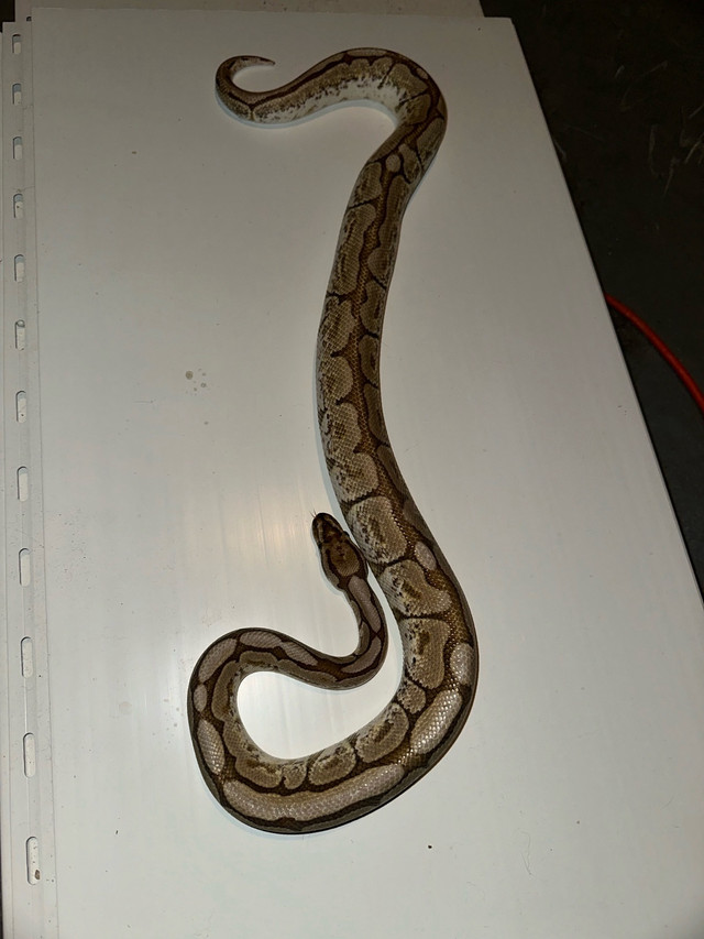 Lesser Bee Ball Python  $90 O.B.O in Reptiles & Amphibians for Rehoming in Winnipeg - Image 2