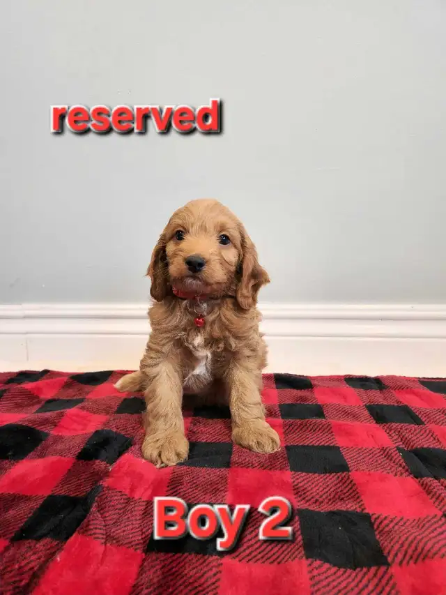 Mini Cockapoo puppies ‼ in Dogs & Puppies for Rehoming in Stratford - Image 5