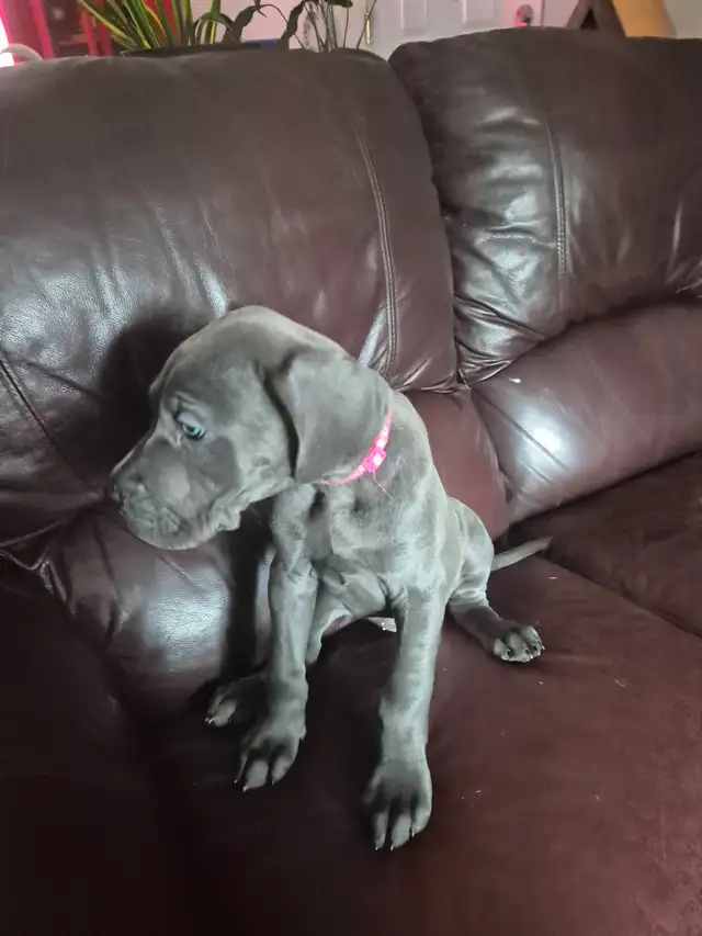 Great Dane Puppies in Dogs & Puppies for Rehoming in Sudbury - Image 27