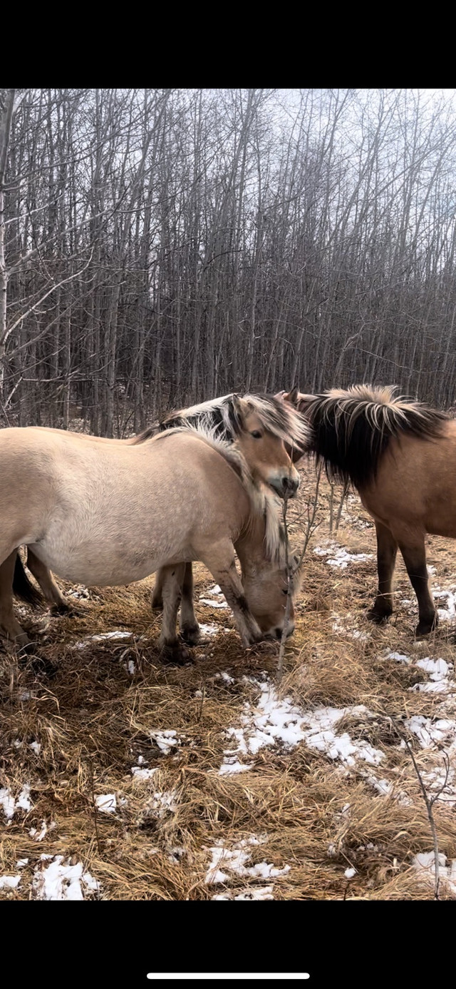 Fjord Mares  in Horses & Ponies for Rehoming in Edmonton - Image 3