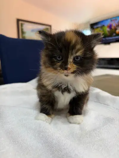 Maine Coon Kittens Available, View more
