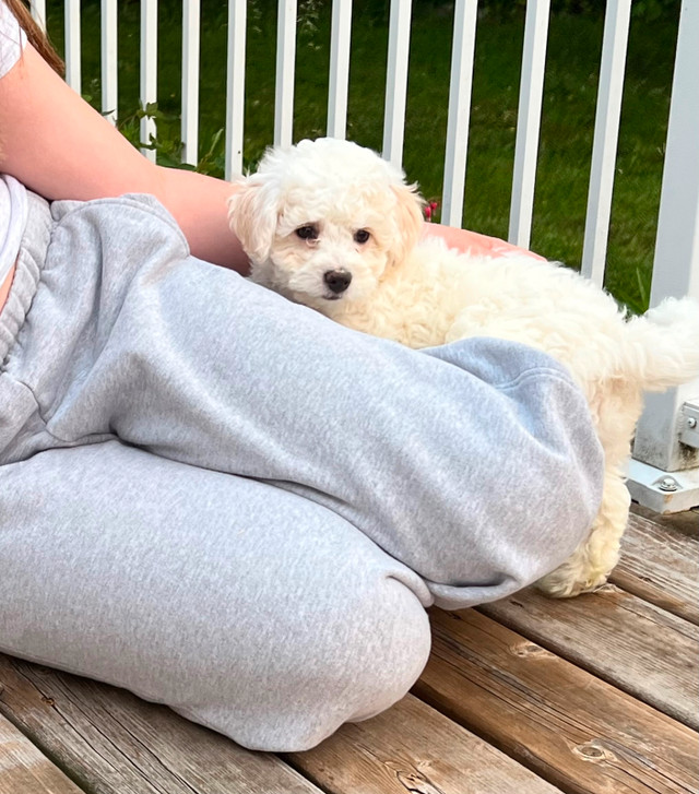 Teddy bear Bichonpoo puppies available in Dogs & Puppies for Rehoming in Barrie - Image 3