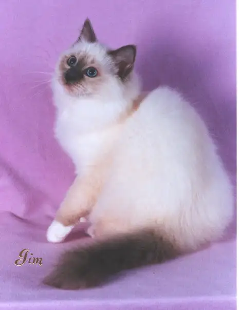 RARE - Amazing Reg&#x27;d Lynx Point  BIRMAN  Kittens