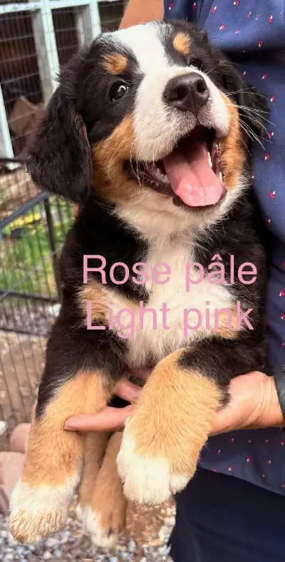 Chiots bouvier bernois/ Bernese Mountain  puppies, View more