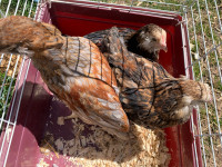 I have three young Ameraucana Roosters $20 each 