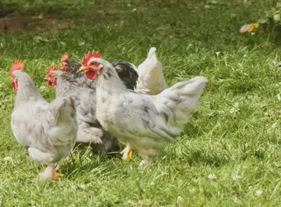 Poules pondeuses, View more