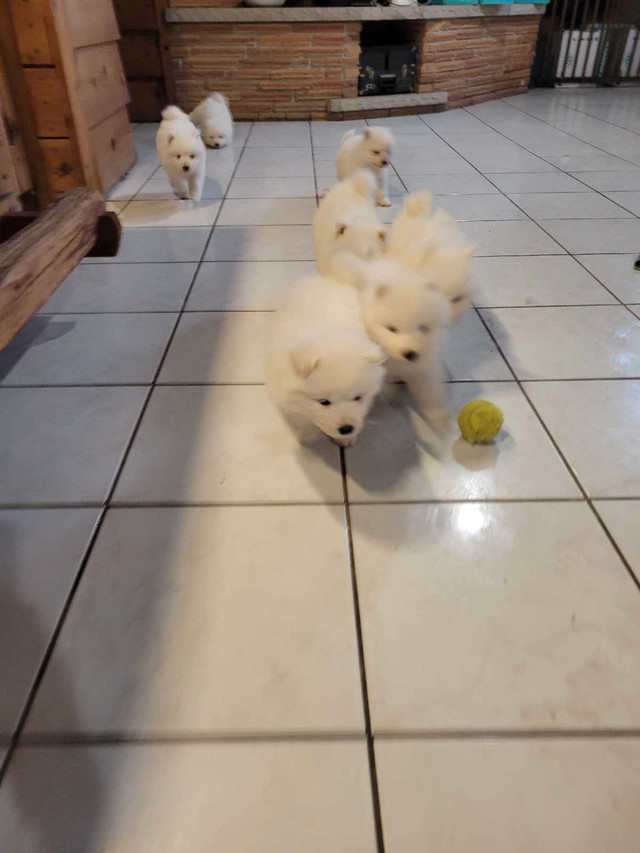 7 Beautiful Samoyed puppies! in Dogs & Puppies for Rehoming in Kitchener / Waterloo - Image 4