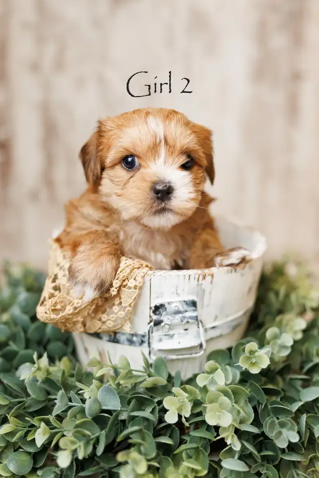 Two adorable shorkie puppies in Dogs & Puppies for Rehoming in Chatham-Kent - Image 4
