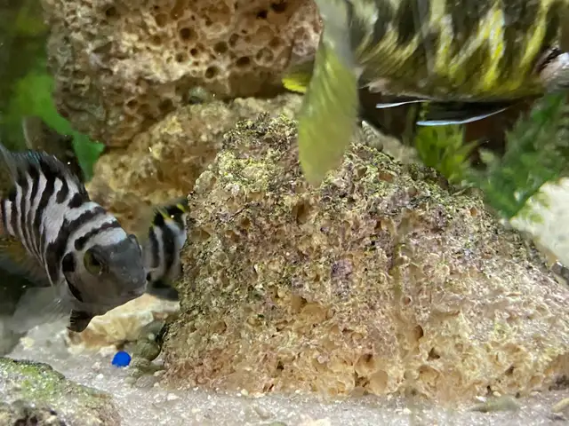CONVICT CICHLIDS FRY - Pickering  in Fish for Rehoming in City of Toronto - Image 10
