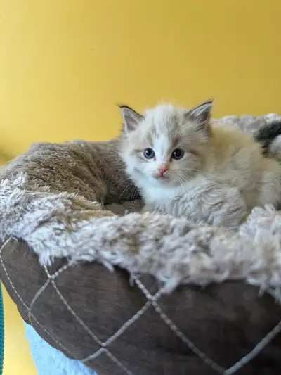 kitten looking for new home, View more