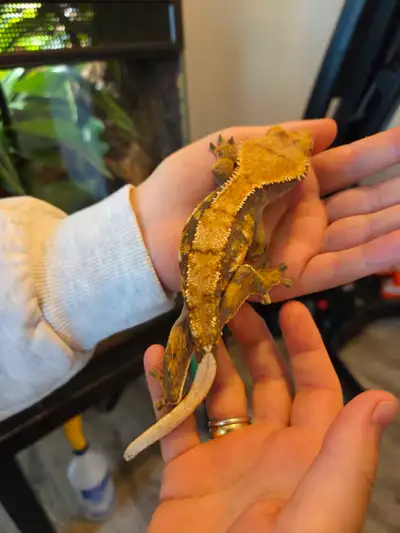 3-Year-Old Female Harlequin Crested Gecko + Full Bioactive Setup, View more