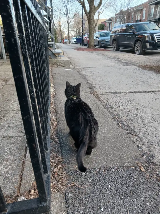 Lost black cat Found433897187857541123