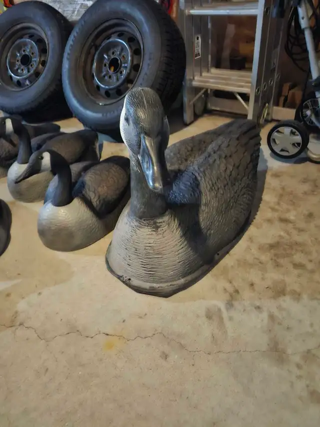 Canadian goose decoys in Fishing, Camping & Outdoors in Winnipeg - Image 2