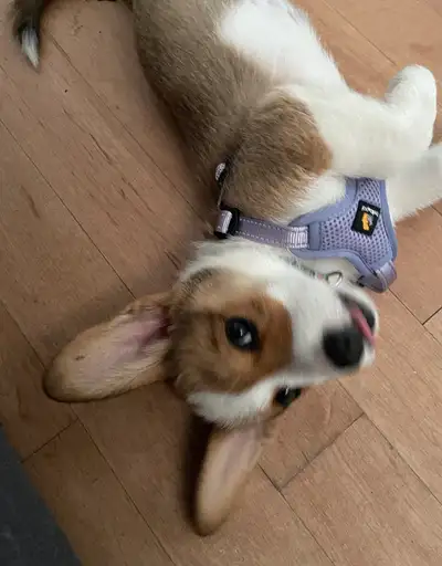 Corgi Chiot mâle 2mois, View more