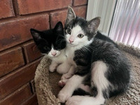 2 Adorable 8 week old BOY kittens 