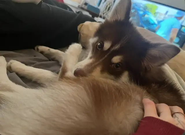 Pomsky puppy rehoming in Dogs & Puppies for Rehoming in City of Toronto - Image 2