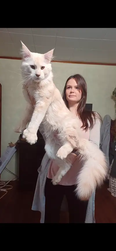 XXL European Mainecoon kittens (2 polydactyl), View more