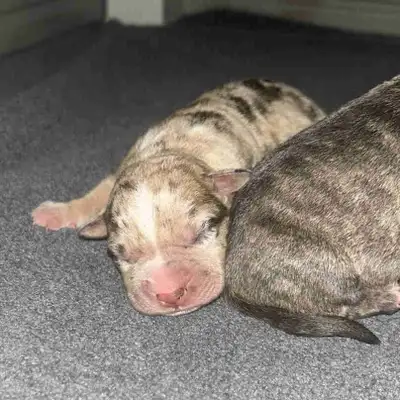 American Bulldog Puppies, View more