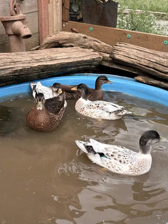 call duck drakes in Livestock in Owen Sound - Image 4