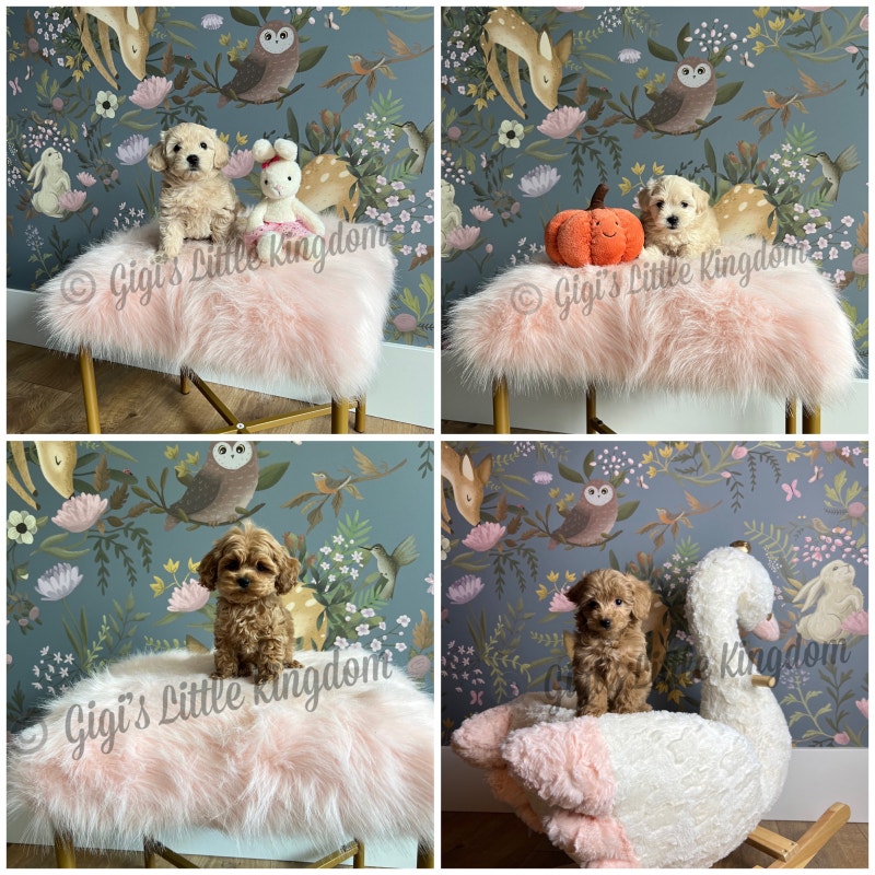 Tiny Toy Maltipoo Puppies Dogs & Puppies for Rehoming Vancouver