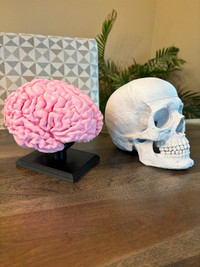 Human Brain (Full-size) & Human Skull (Anatomically Correct)