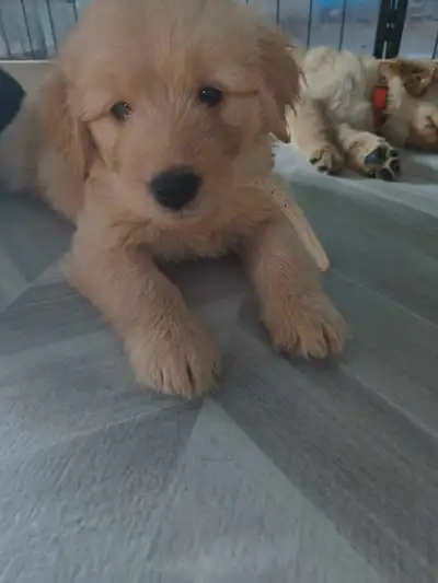 Golden Aussiedoodle Puppies! I'll update photos as puppies progress. Msg me for more pics and videos...