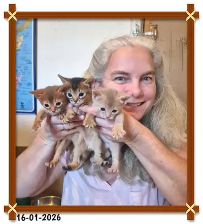 Abyssin/Abyssinian, View more