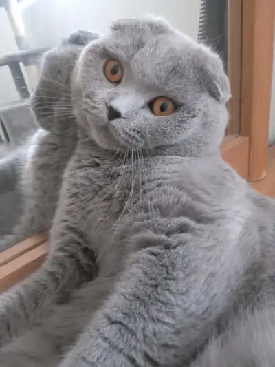 Scottish Fold  male with all btreeding rights registered in CCA, View more