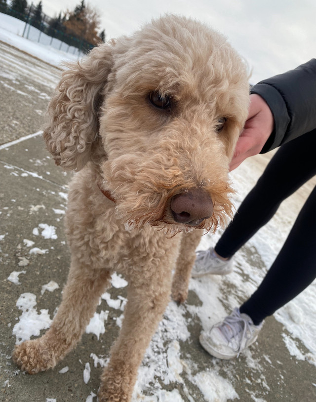 Beautiful Mini labradoodle  in Dogs & Puppies for Rehoming in Edmonton